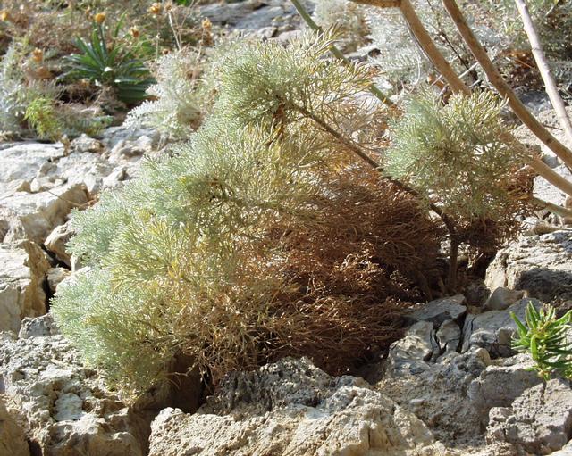 File:Artemisia arborescens 17082001 var 2.jpg