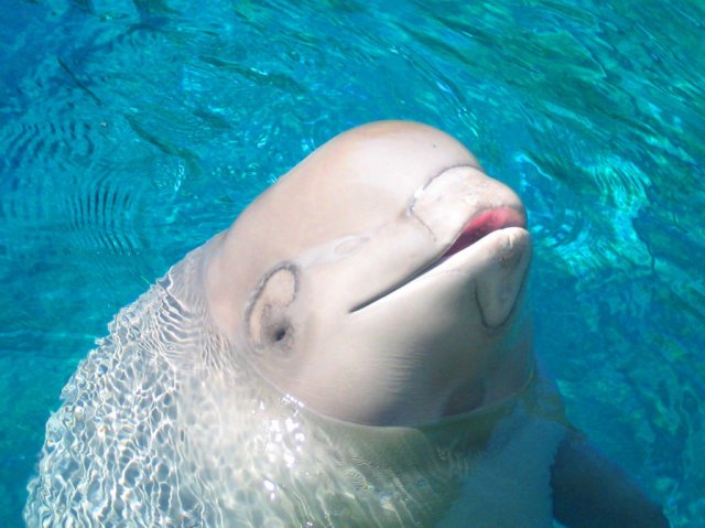 File:Baby Beluga Whale.jpg