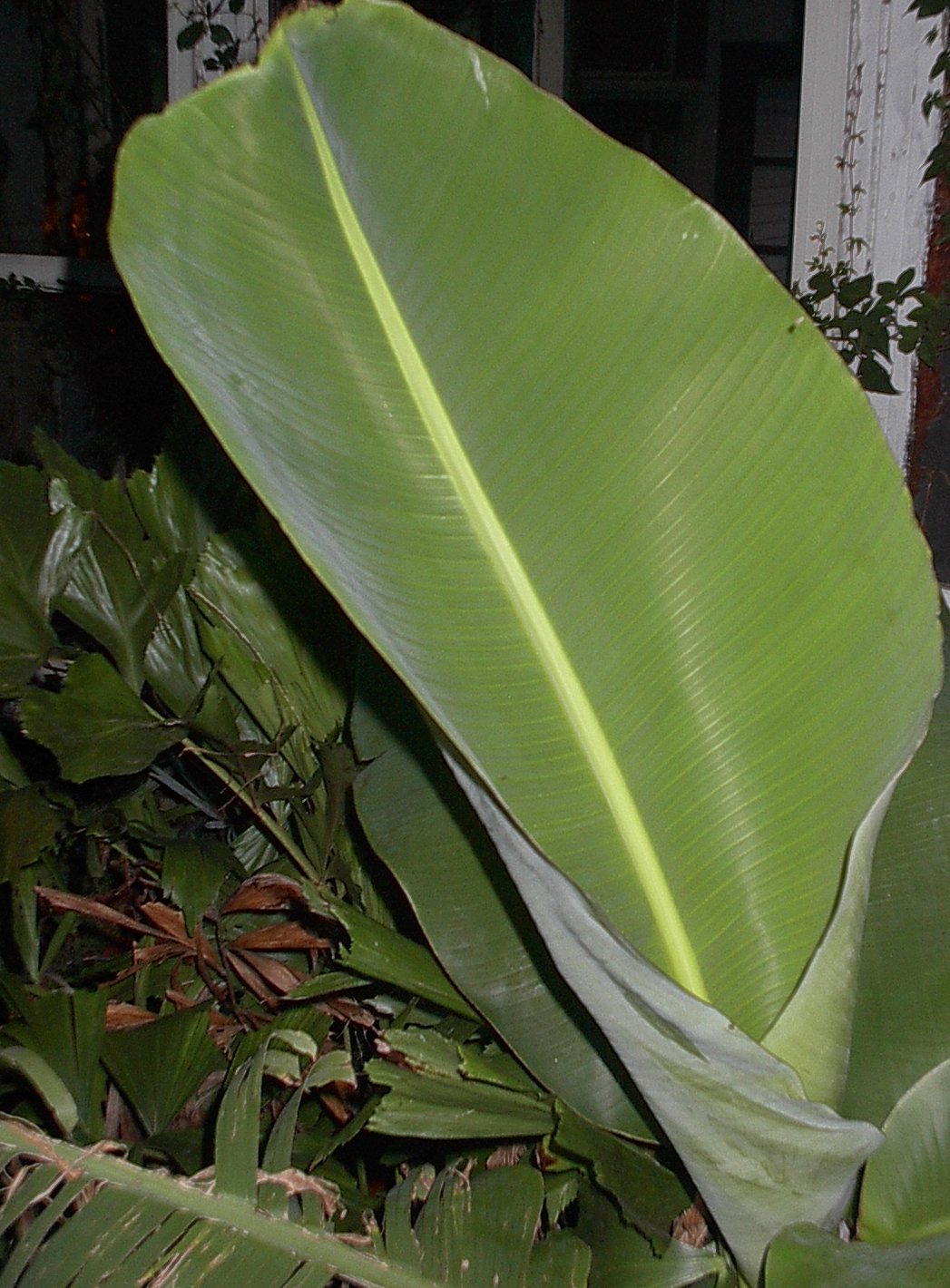 Banana leaf - Wikipedia