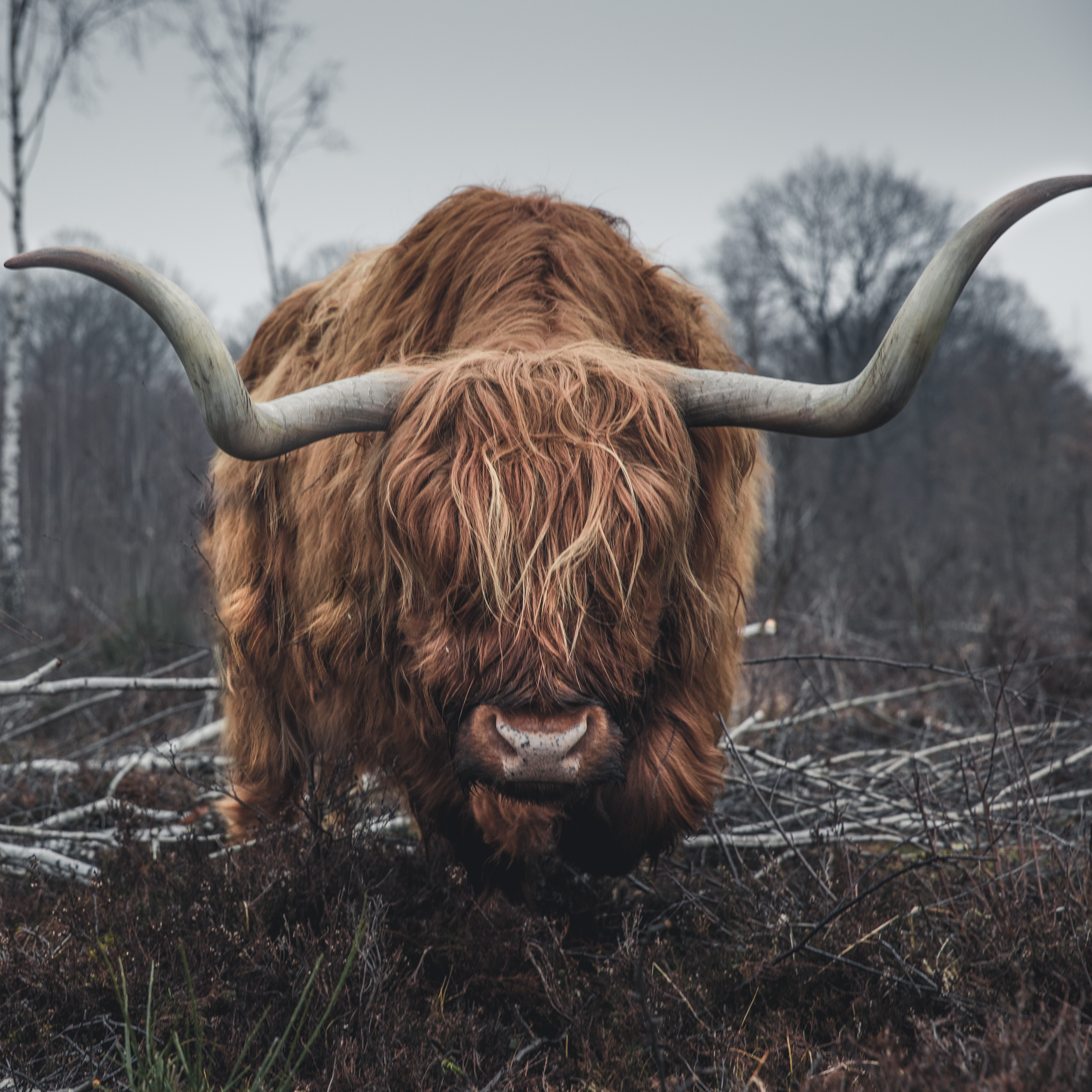 Highland cattle - Wikipedia