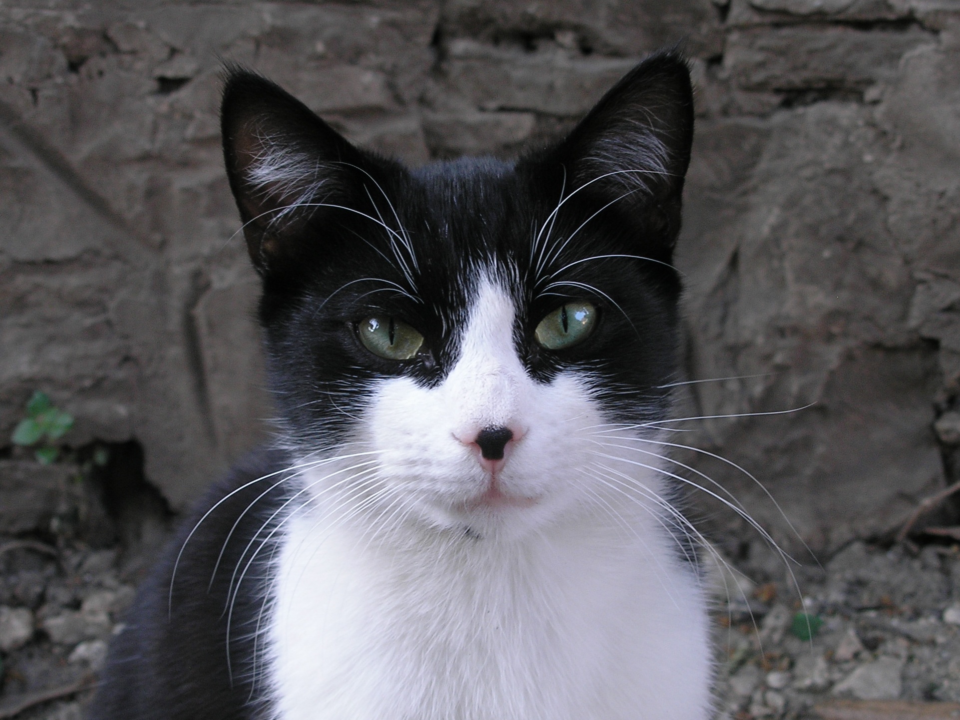 black and white cats