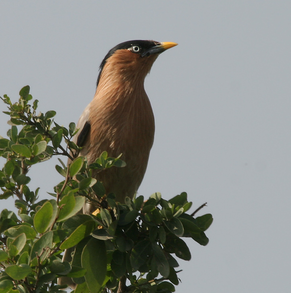 File:Brahminy Starling (Sturnus pagodarum) in Hyderabad W IMG 4470.jpg