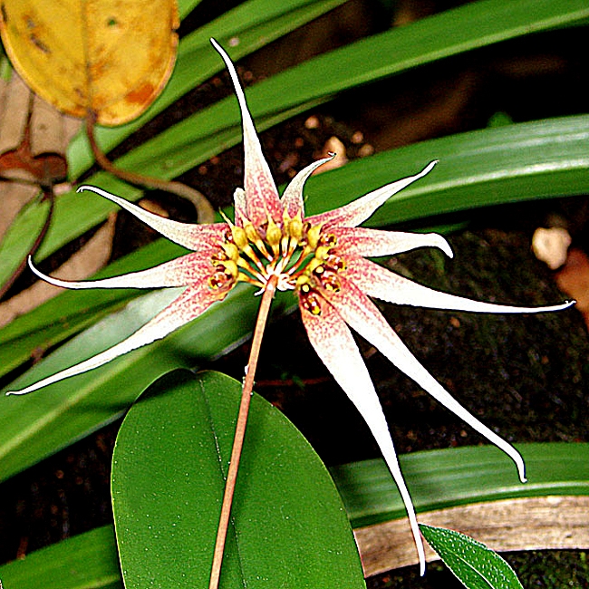 [Image: Bulbophyllum_acuminatum_%2814177356178%29_-_cropped.jpg]