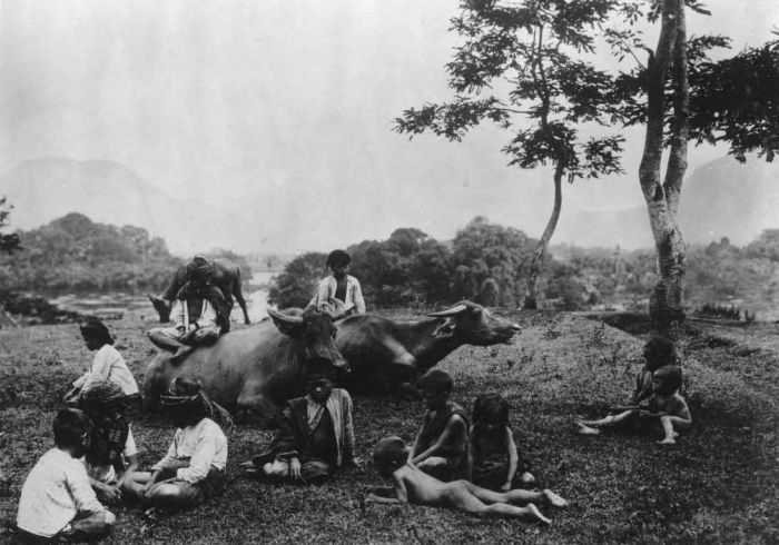 File:COLLECTIE TROPENMUSEUM Spelende kinderen bij karbouwen in landschap op West-Java TMnr 60050535.jpg