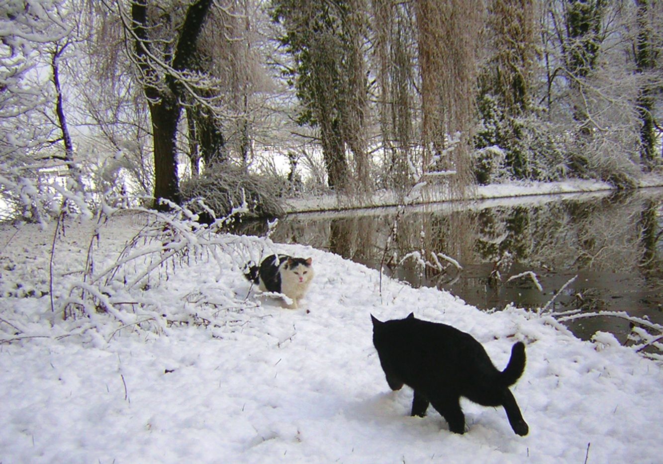 The Duality of Cats. Cats Snow ru.