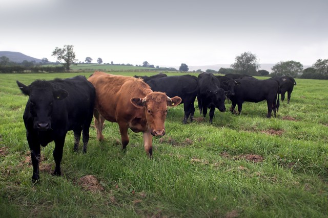 File:Cattle grazing restored drilling site - geograph.org.uk - 1051505.jpg