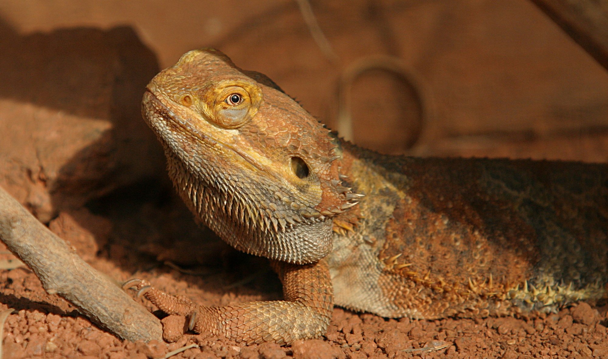 Central Bearded Dragon - The Australian Museum