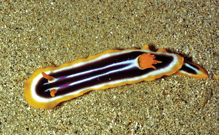 File:Chromodoris africana, Madagascar.jpg