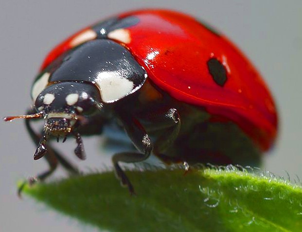 File Coccinelle 1 .jpg Wikimedia Commons