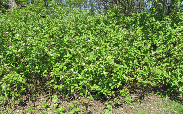 File:Cornus sericea 15-p.bot-cornus.stol-23.jpg