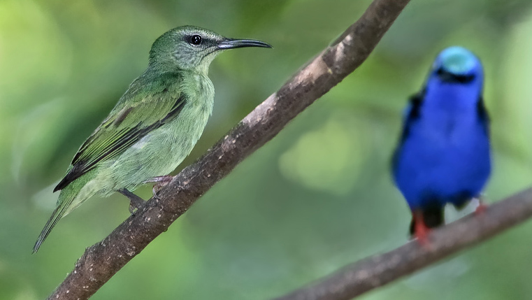 File:Cyanerpes cyaneus-20090124.jpg