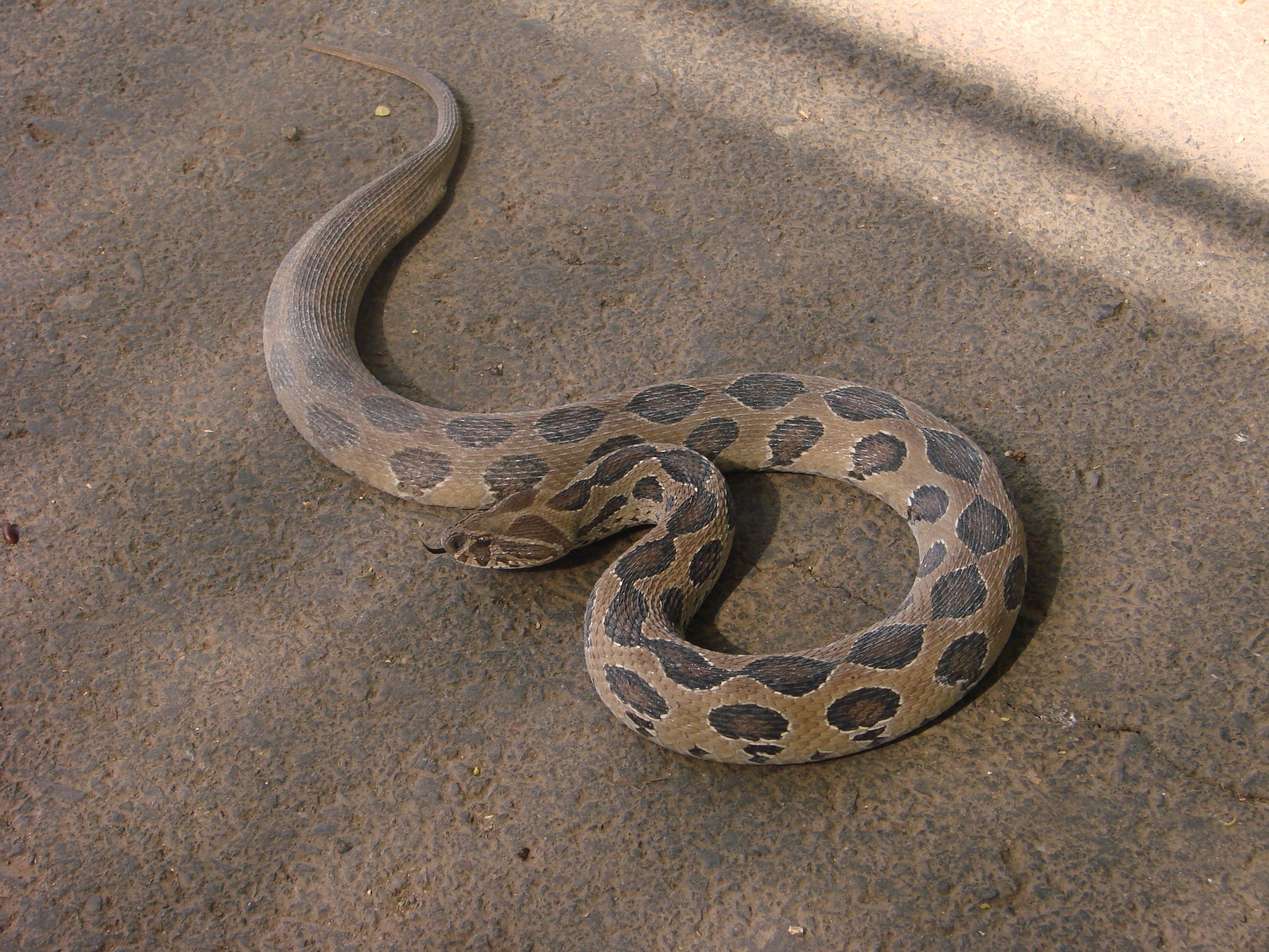 Cobra: Snake catcher in Rajasthan dies within minutes after being bitten by  a cobra - The Economic Times