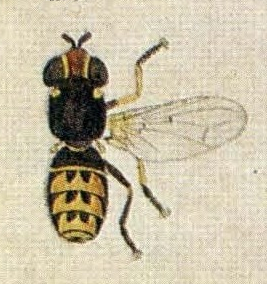 File:Dalmannia dorsalis (EuropäischenZweiflügeligen, Meigen, 1790).jpg