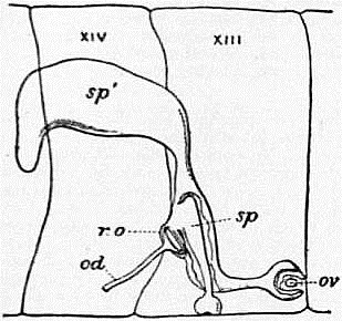 EB1911 Chaetopoda Fig. 13.—Female reproductive system of Hyperiodrilus.jpg