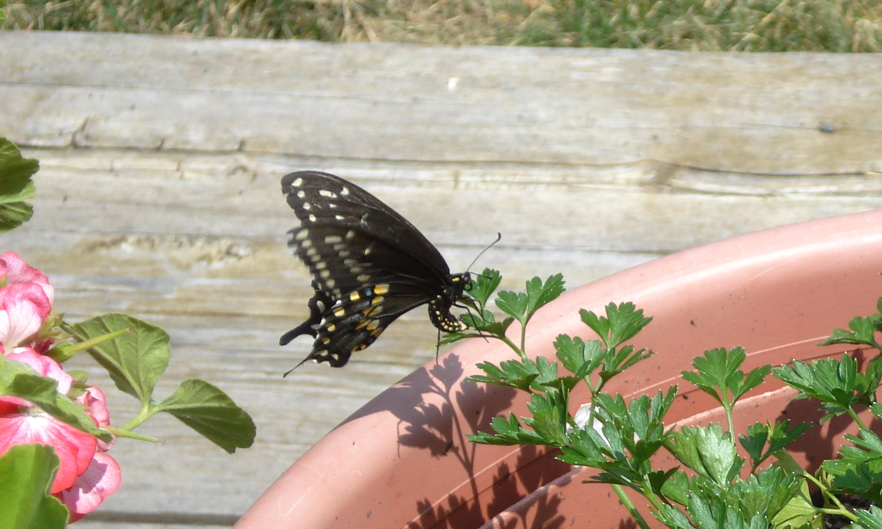 Не бабочкина куколка. Papilio brevicauda. Papilio zelicaon. Papilio Indra. Papilio brevicauda Coloring.