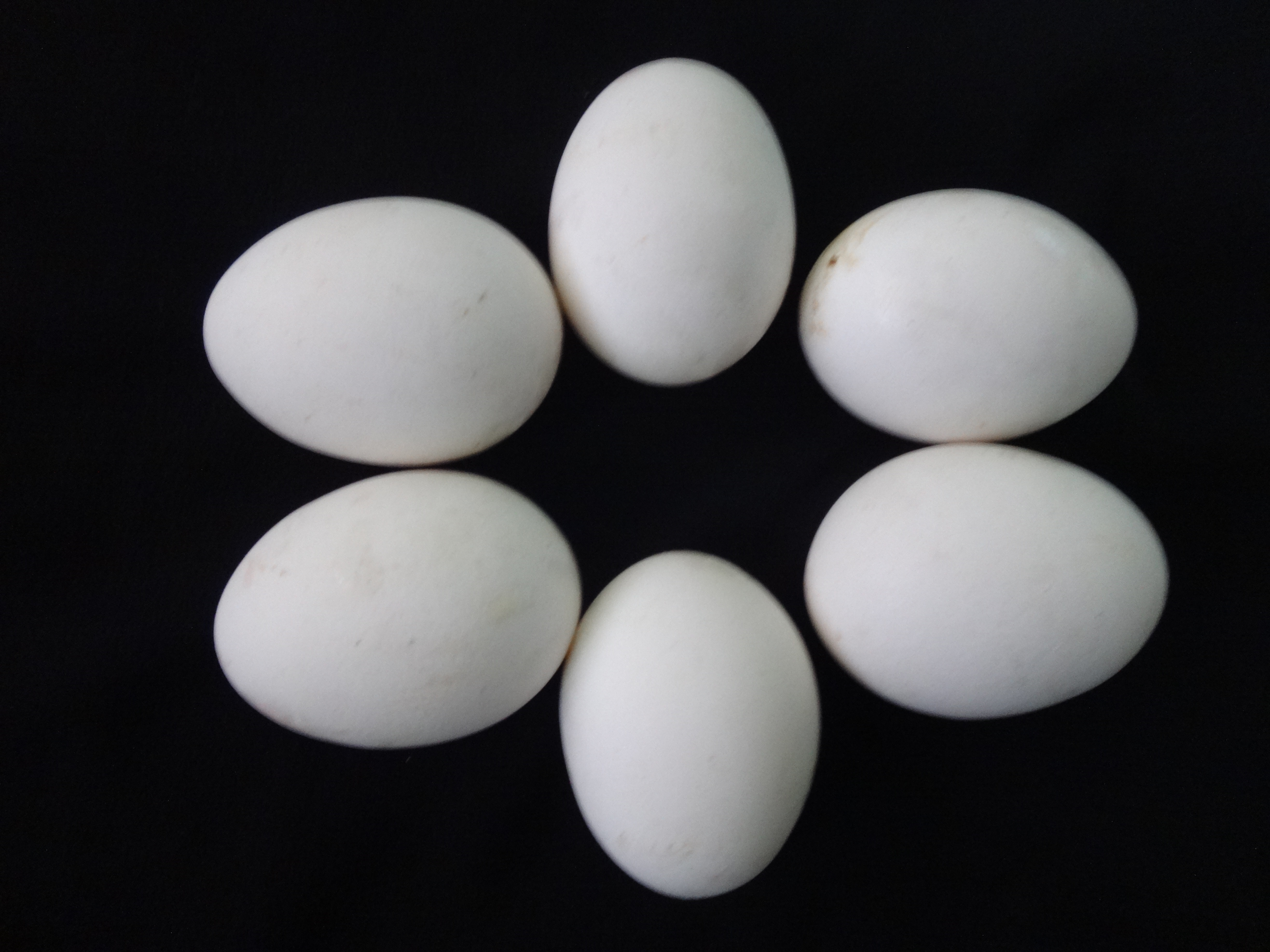 Six eggs