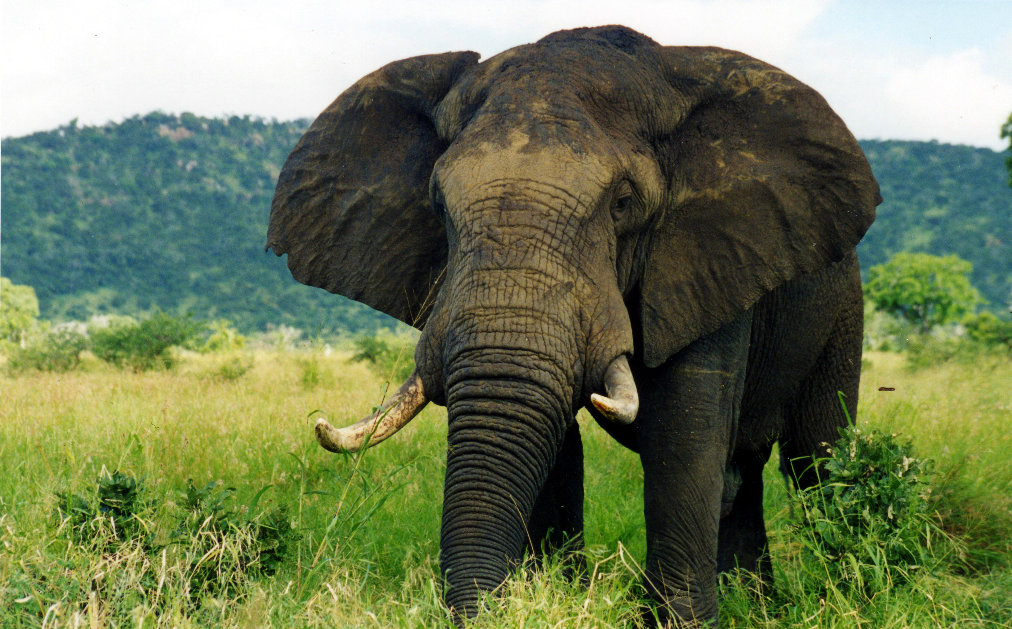 File:Elephant (1).jpg - Wikimedia Commons