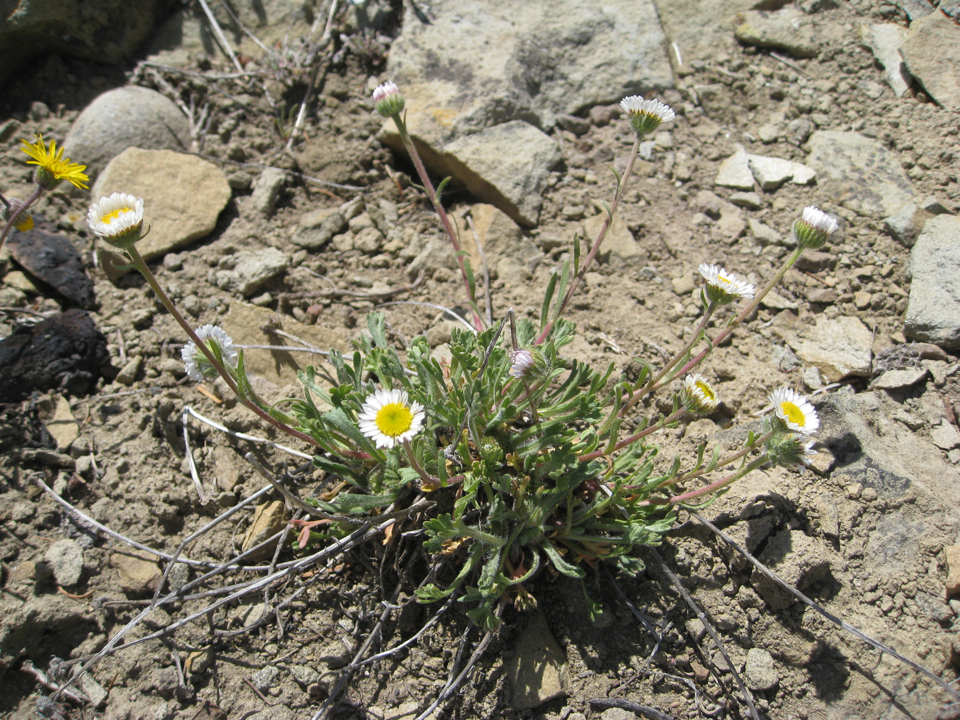 Erigeron macranthus Clear Blue русское название