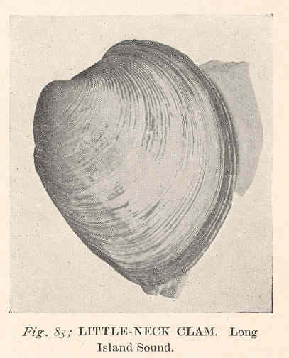 File:FMIB 38540 Little-Neck Clam Long Island Sound.jpeg