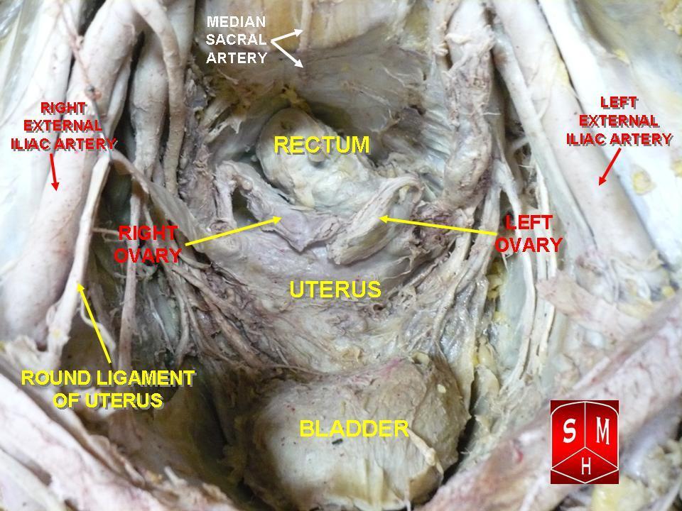 Pelvic Cavity Anatomy