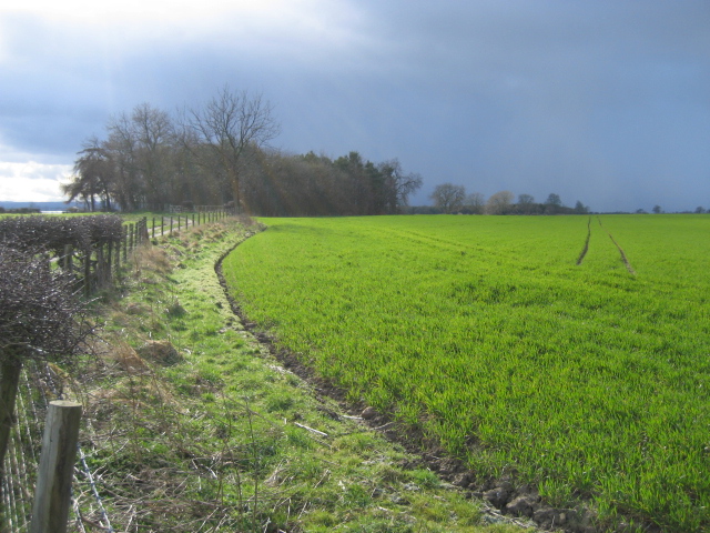 File:Field and Wood - geograph.org.uk - 371628.jpg
