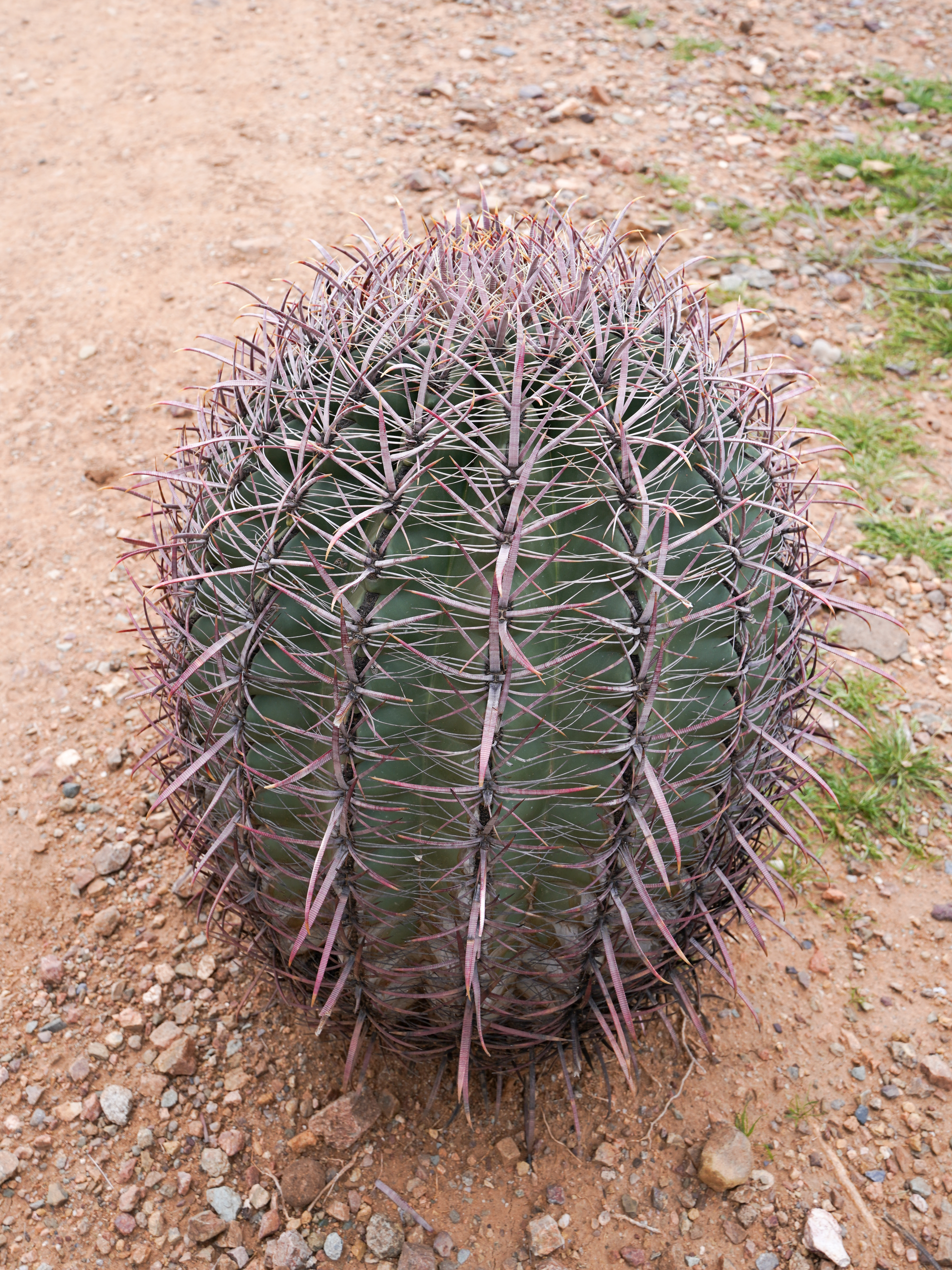 Fishook Barrel Cactus Fact Sheet