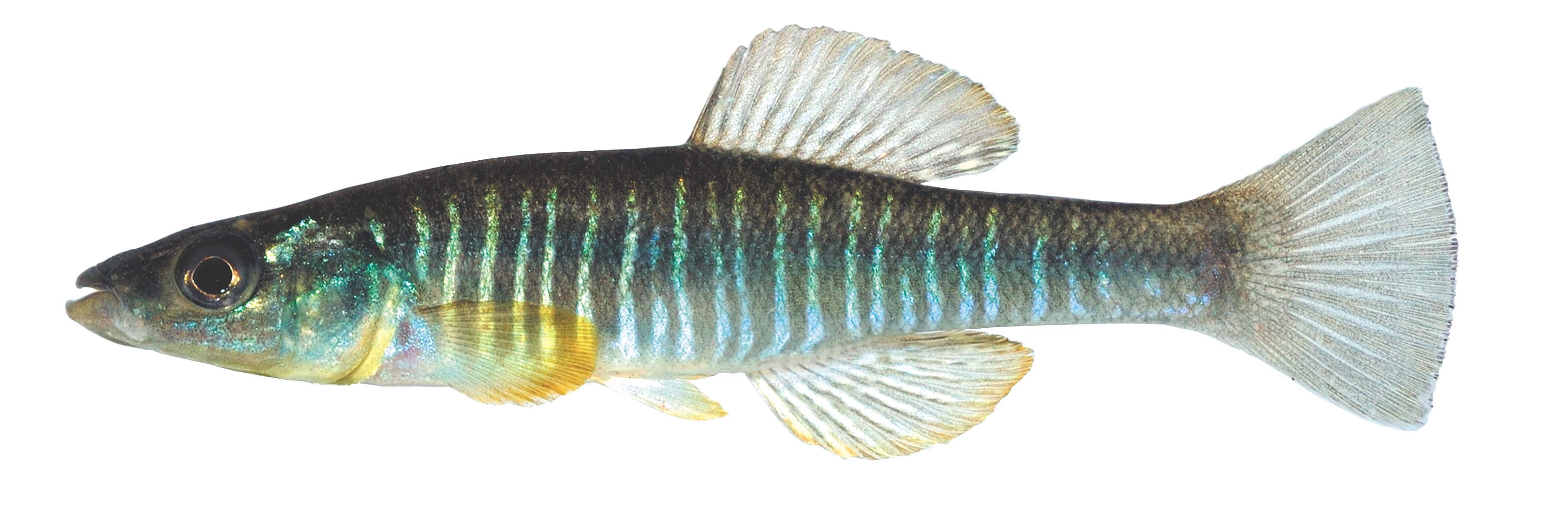 Waccamaw killifish - Wikipedia