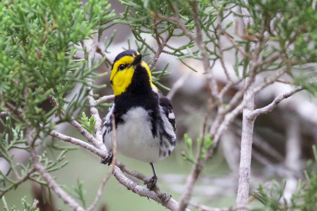 Golden-cheeked Warbler (male)-Kerr WMA-TX - 2015-05-24at13-39-527 (21421192330).jpg