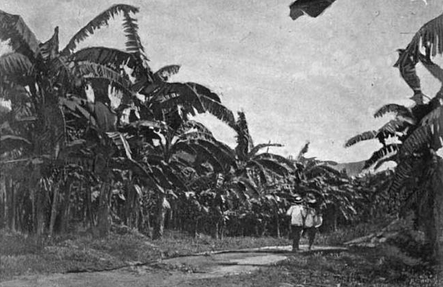 File:GoldenValePlantation ca1894 bananas BostonFruitCo Jamaica.png