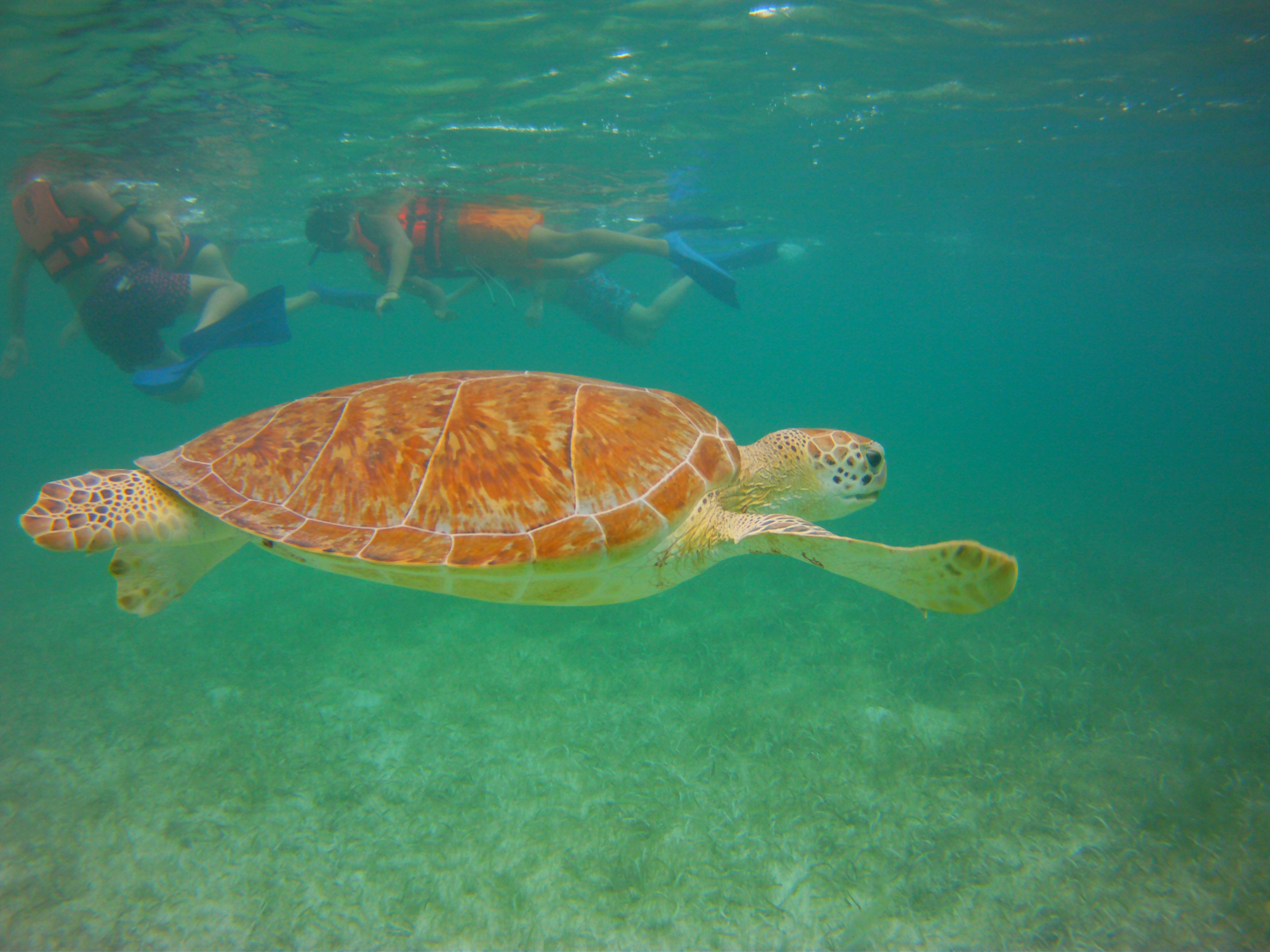 File Greenseaturtlesakumalcancunmexico04 Jpg Wikimedia Commons