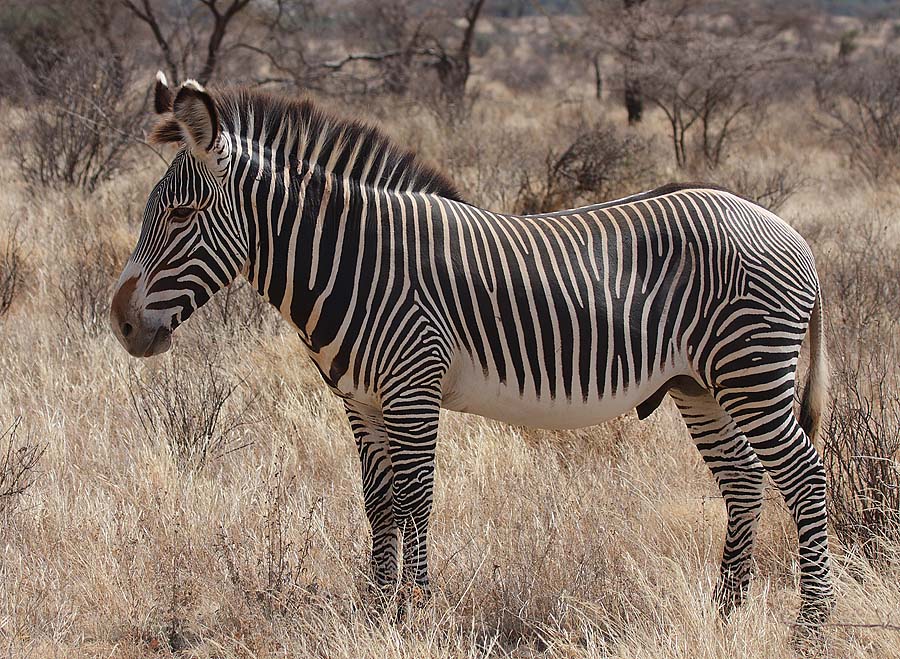 The average litter size of a Grévy's zebra is 1