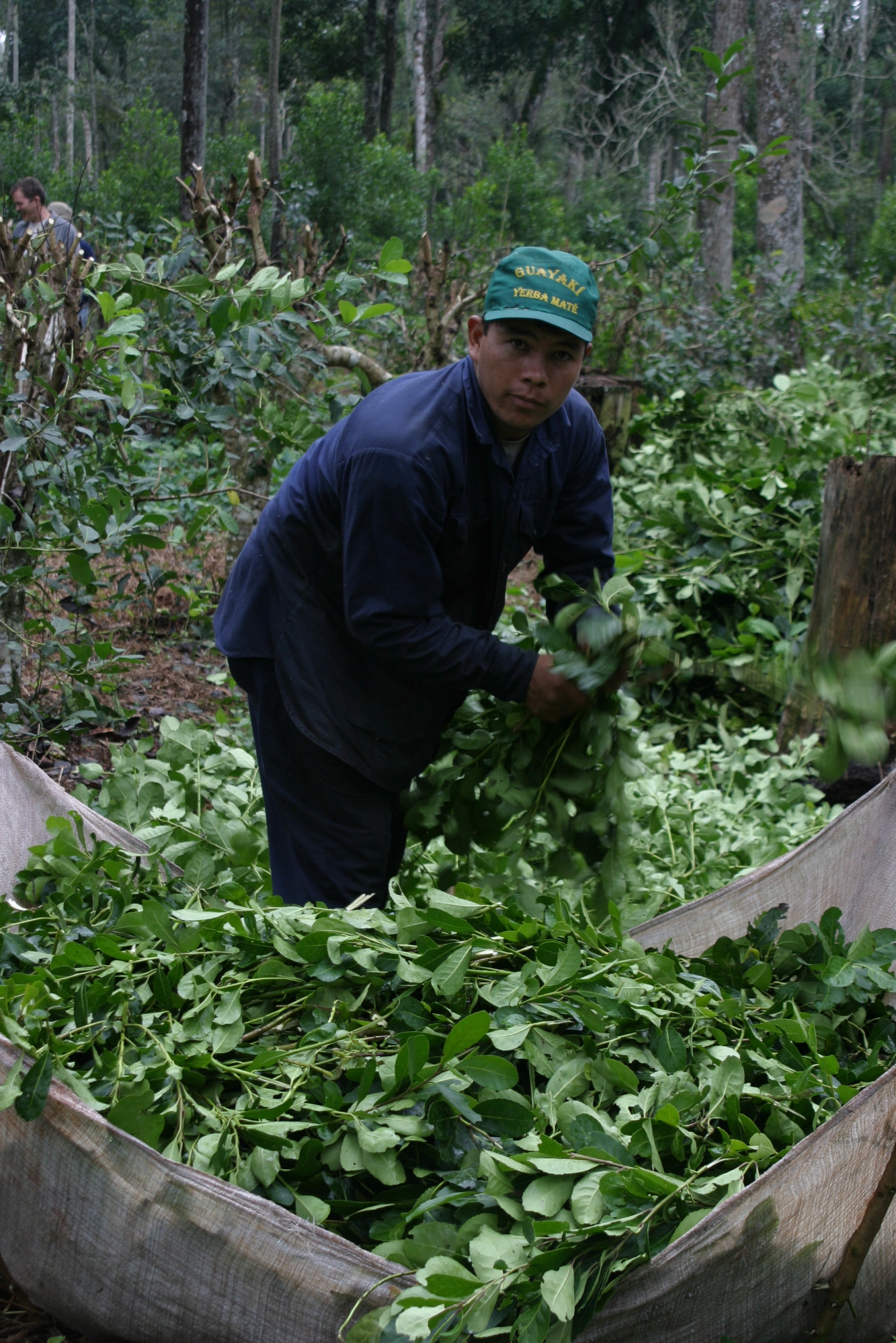 Hombre cosechando las hojas de la yerba mate