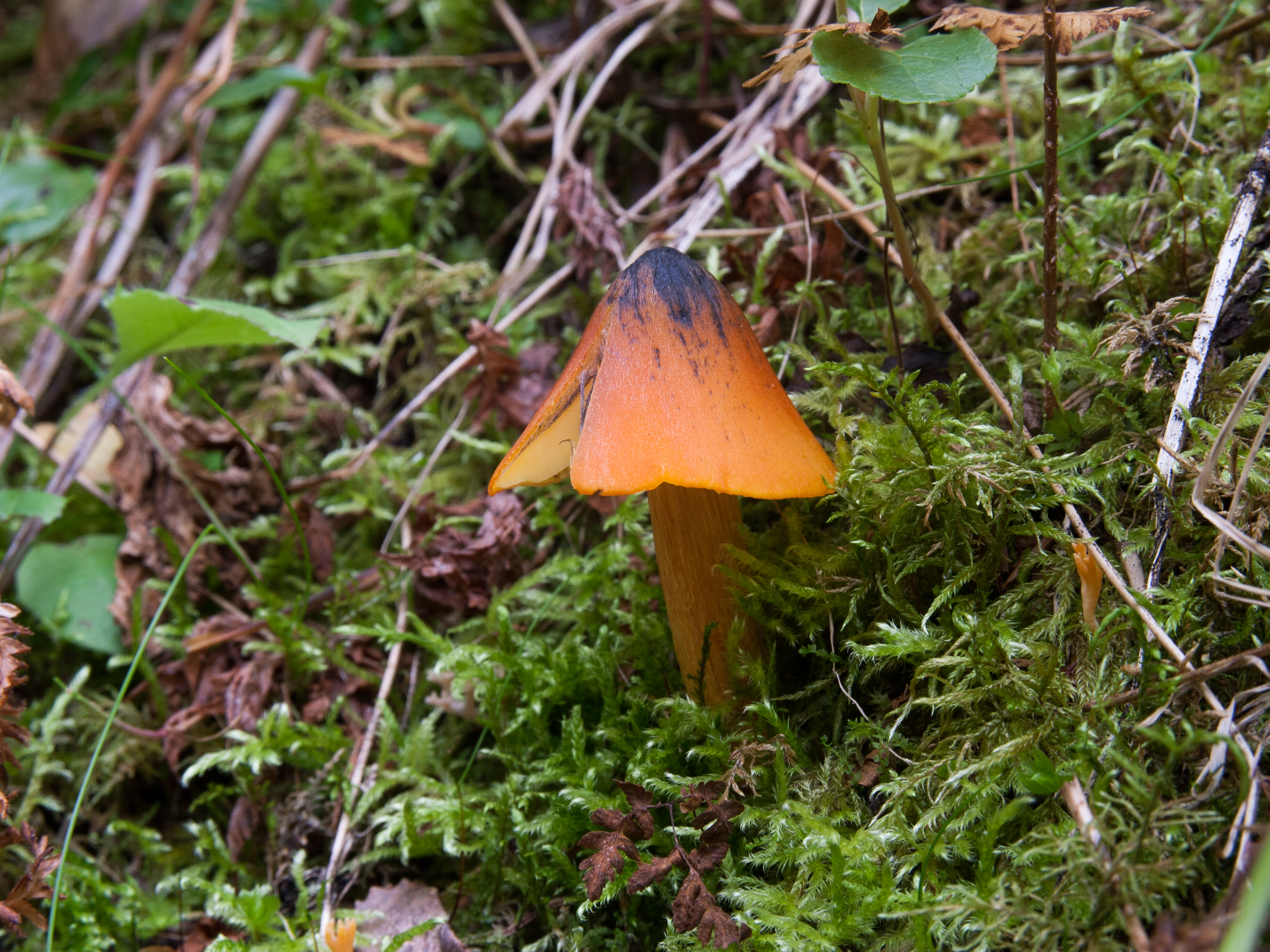 Hygrocybe conica (15231967989).jpg