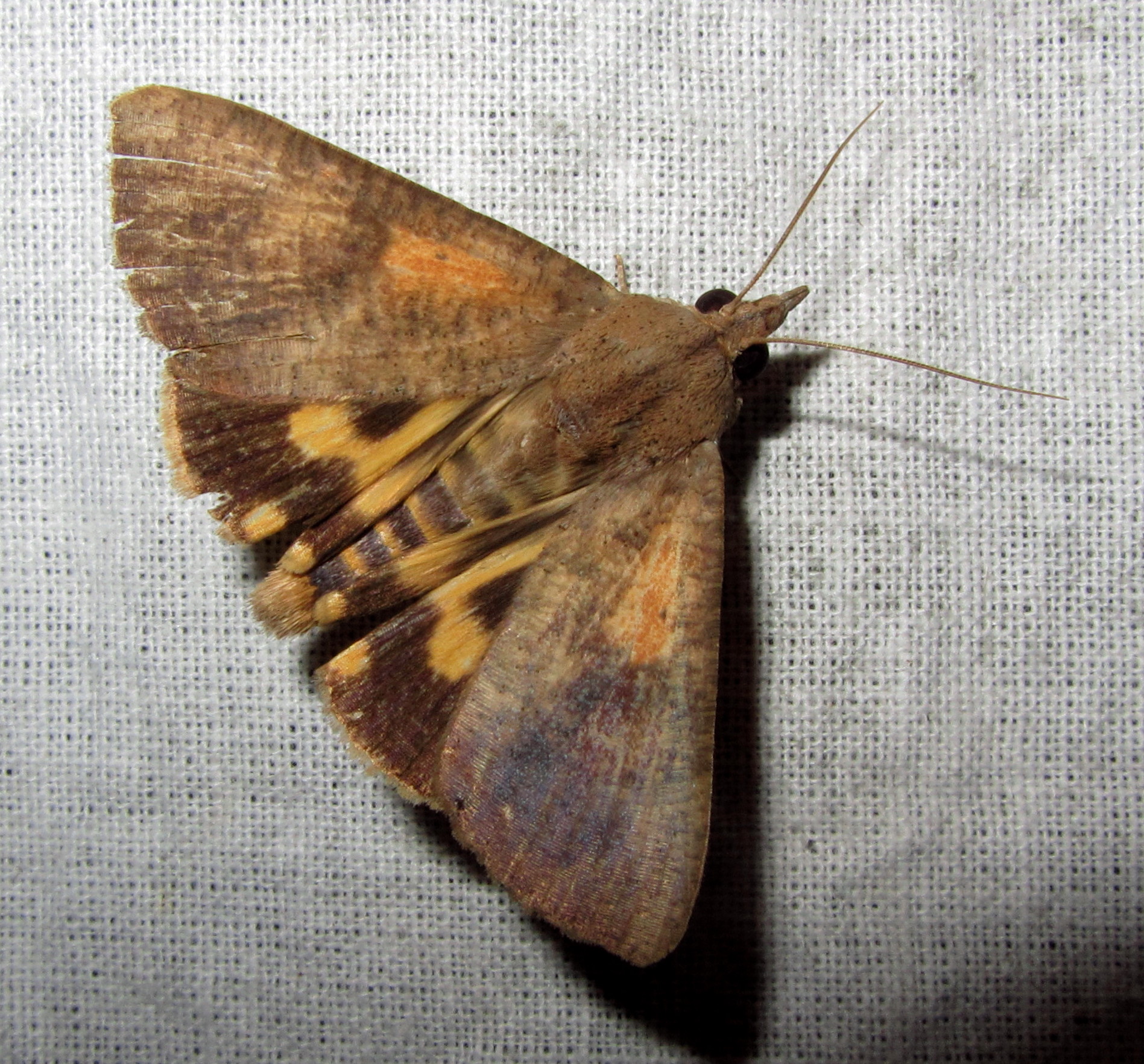 Hypocala c-w violacea? (7235279992).jpg