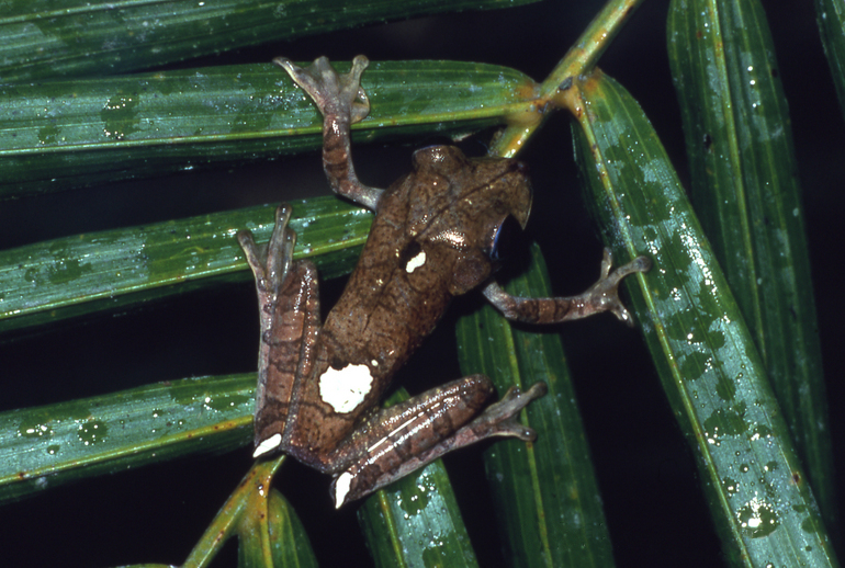 File:Hypsiboas geographicus02.jpg