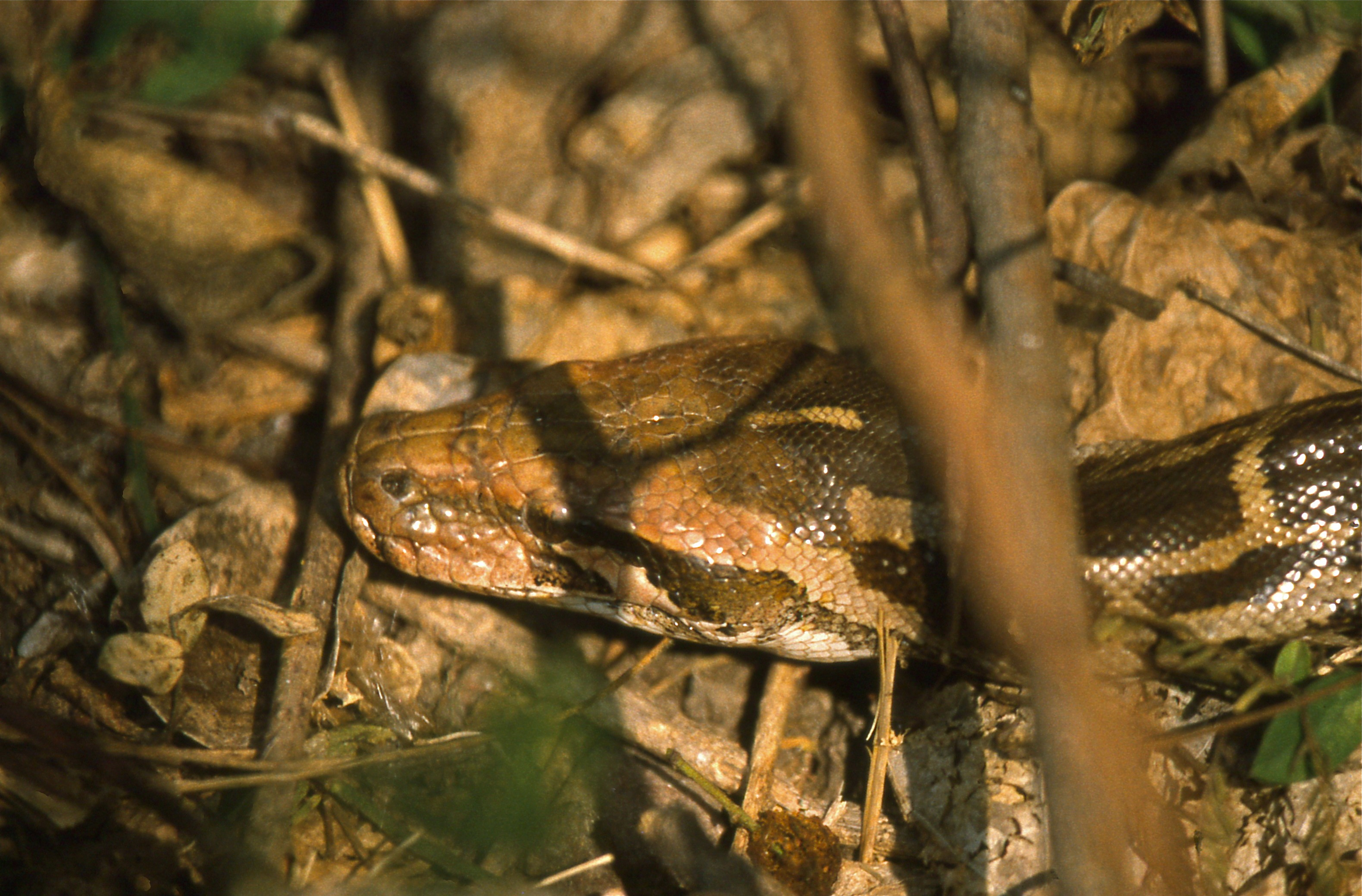 Indian Python (Python molurus) (20662274461).jpg