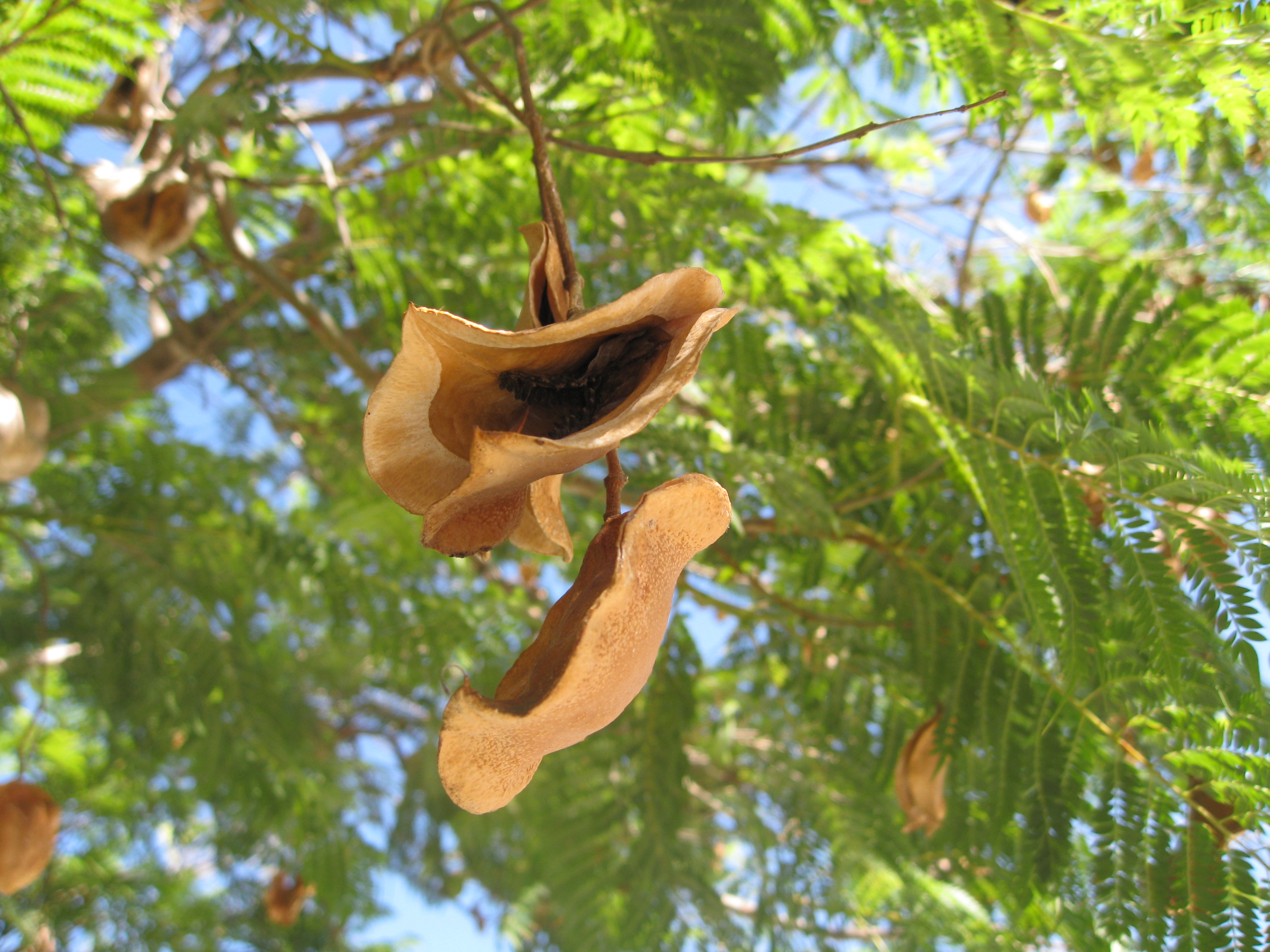 round seed pods trees texas