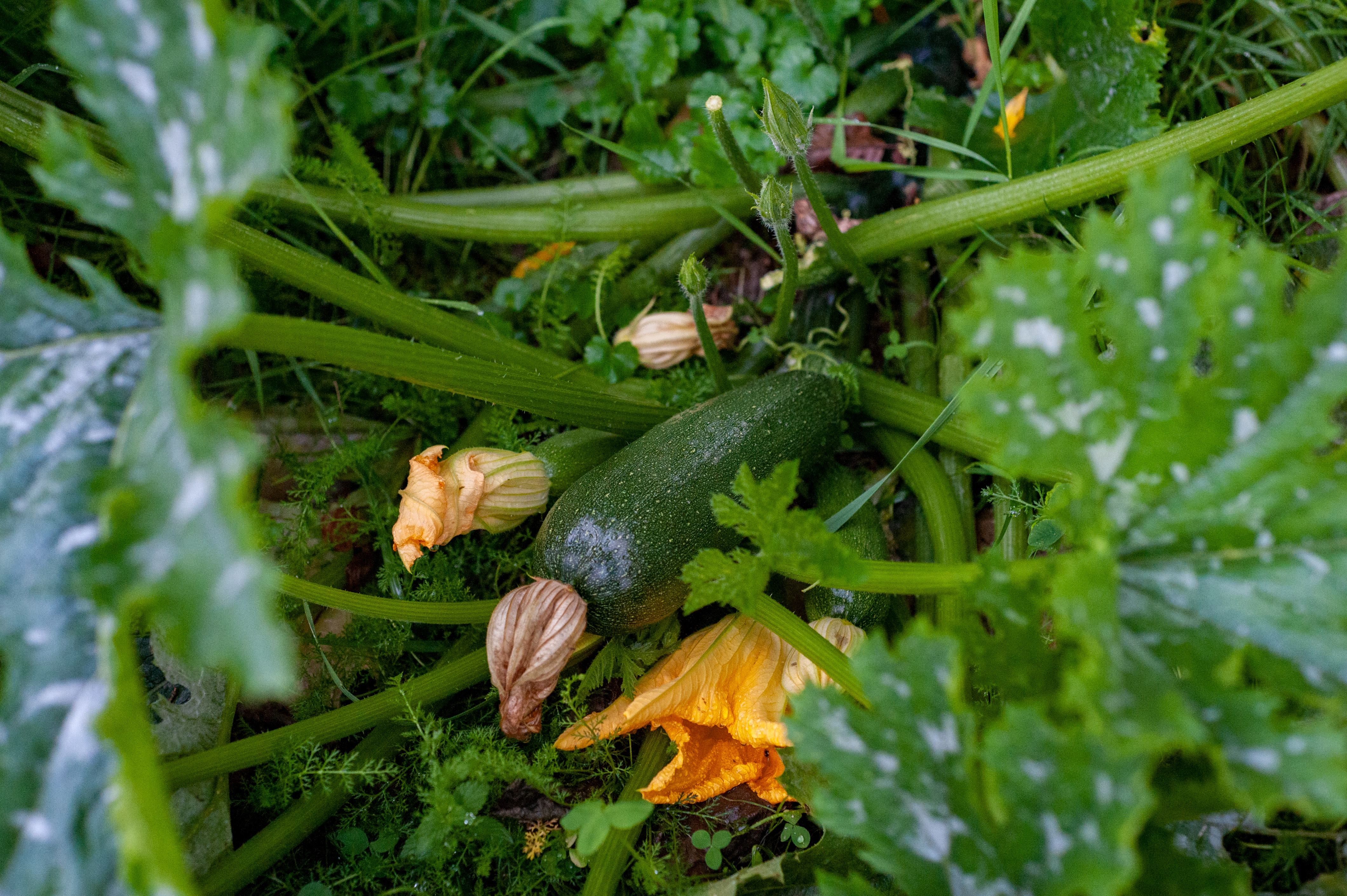 Cucurbita pepo subsp pepo. Cucurbita ecuadorensis. Cucurbita Pepo Seed. Cucurbita Pepo var. Patisson.