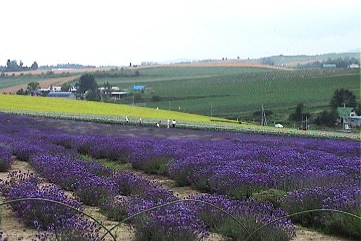 Lavender in Japan_ Kanno Farm