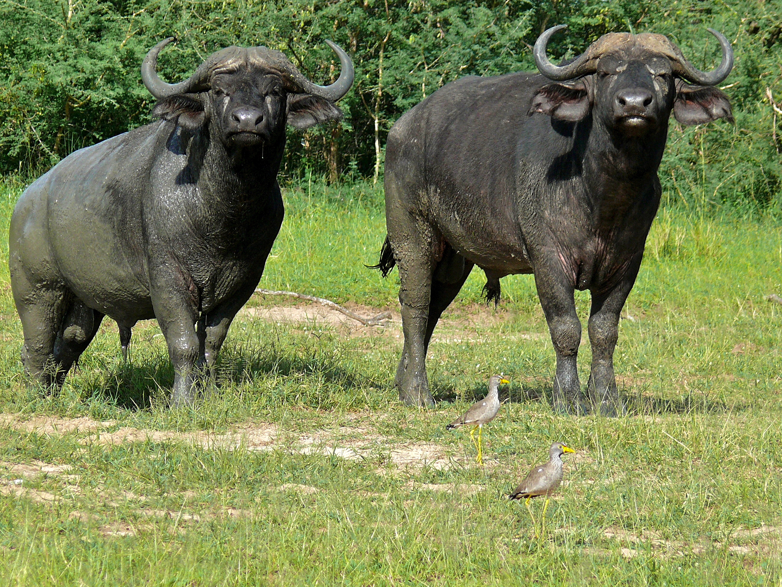 Lake Chad Buffaloes (Syncerus brachyceros) (18048166419).jpg