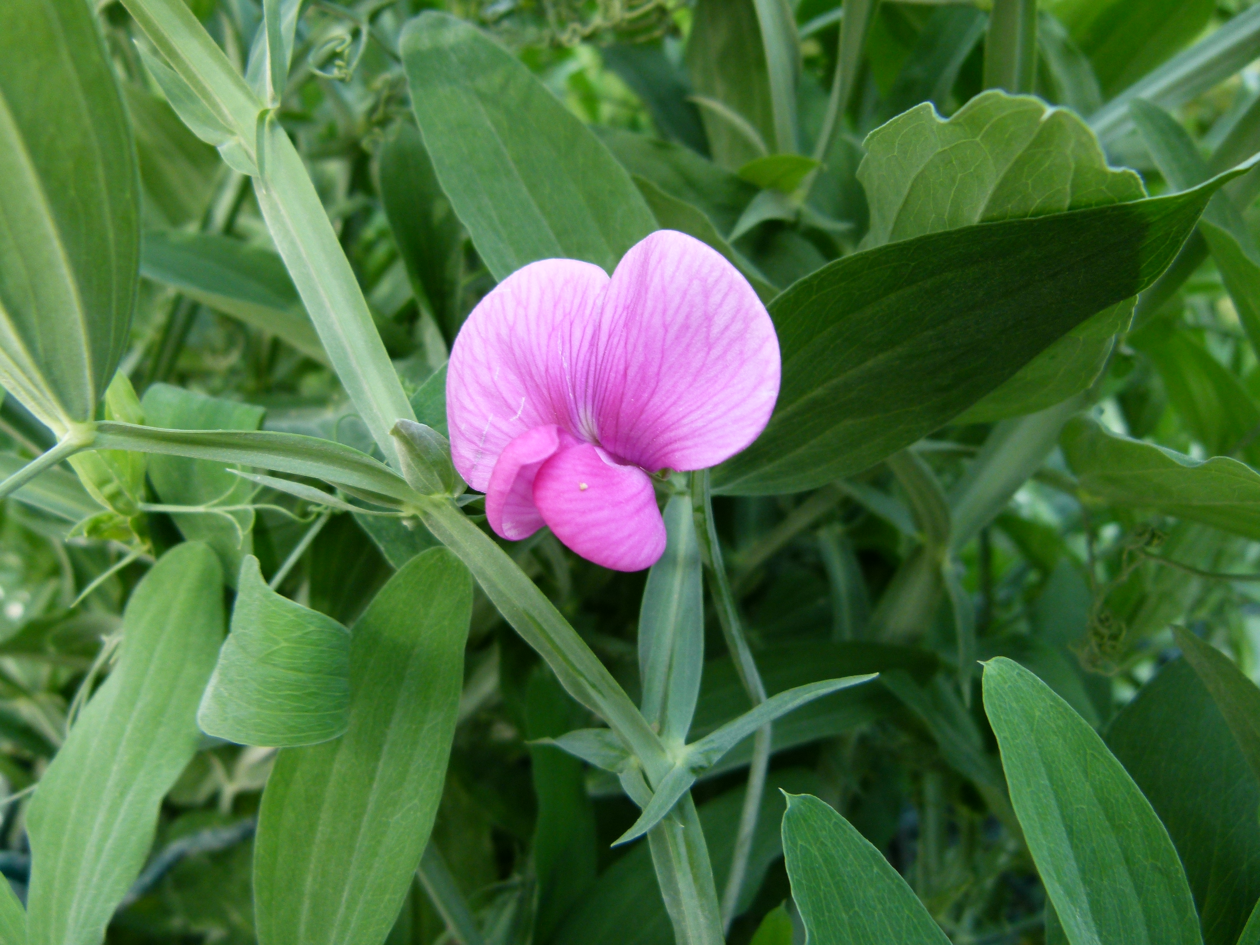 Lathyrus odoratus