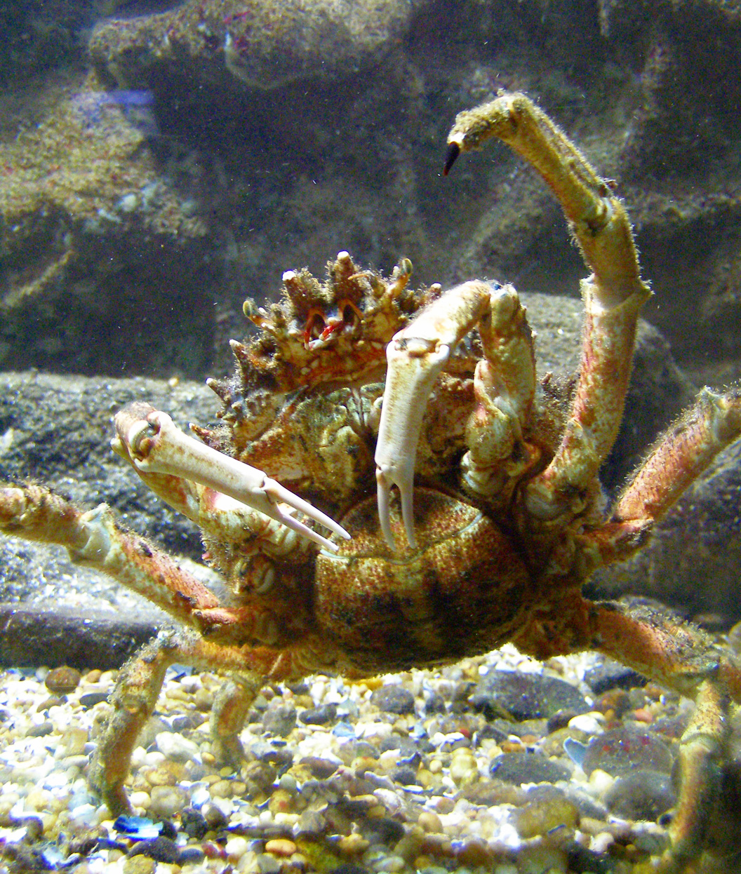 proyector legumbres Faringe Maja (crab) - Wikipedia