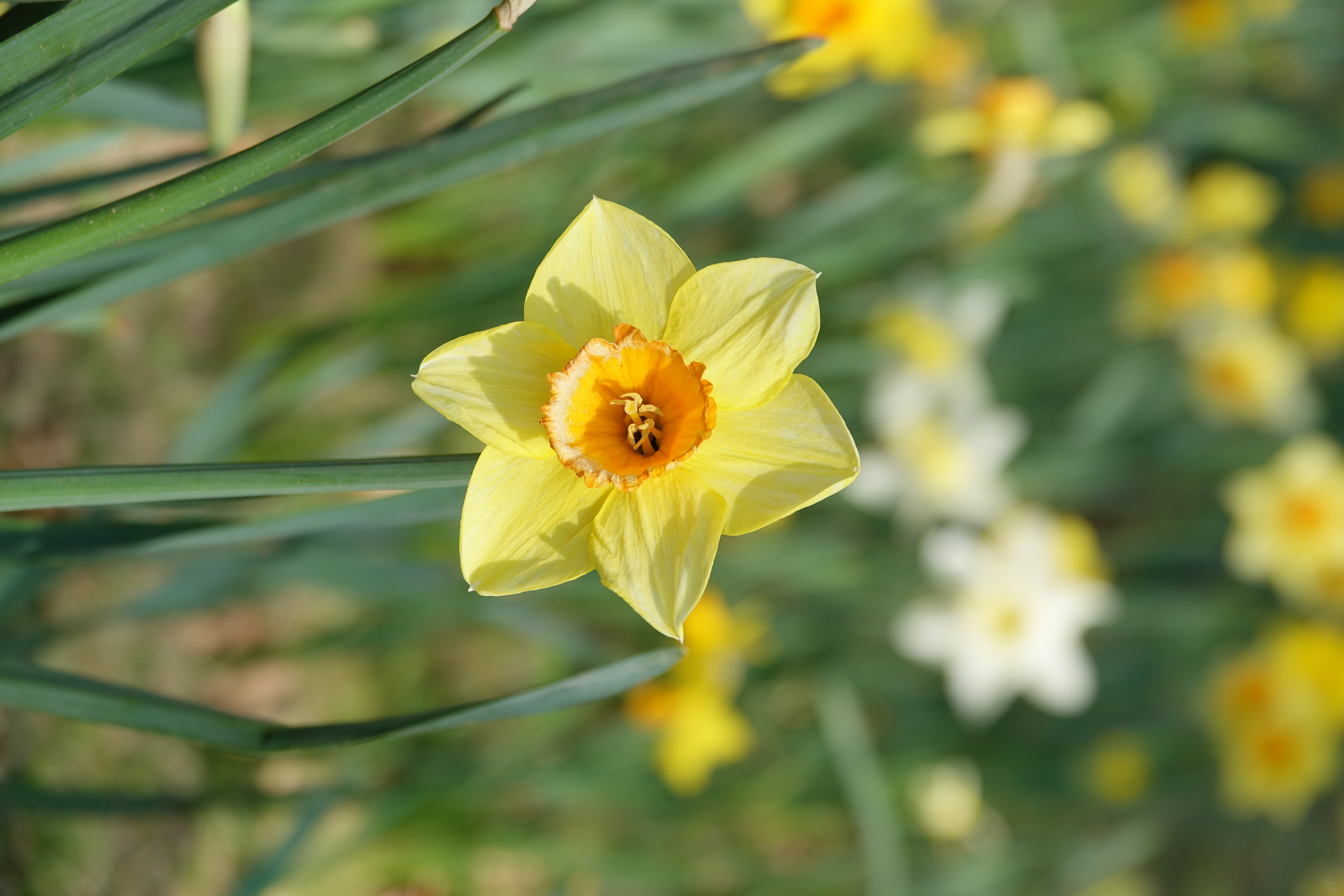 File:Narcisse à bouquet (Narcissus tazetta) (1).jpg - Wikimedia Commons
