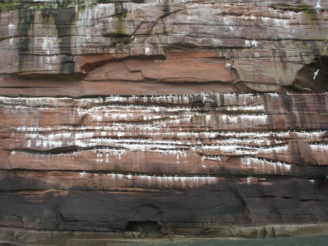 Nesting Kittiwakes on North Head - geograph.org.uk - 1192633