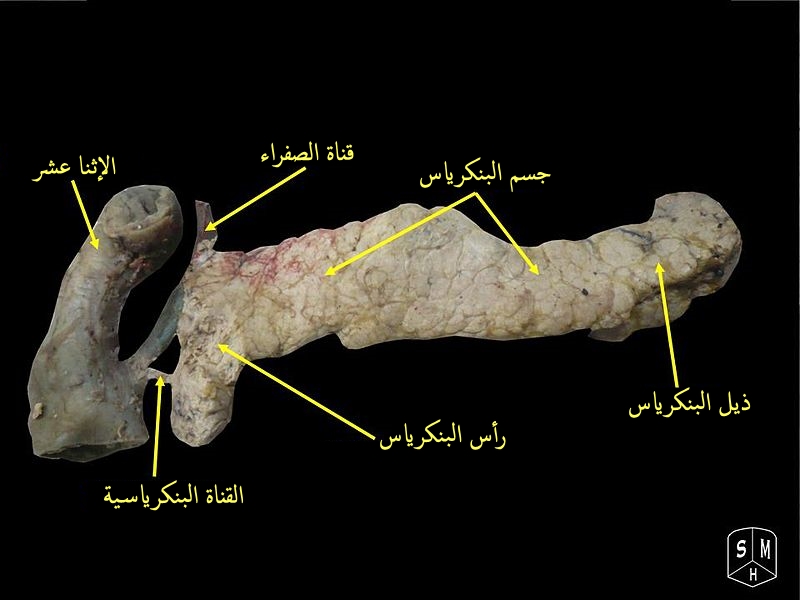 File:Pancreas 4-ar.jpg