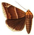 <i>Buzara propyrrha</i> Species of moth