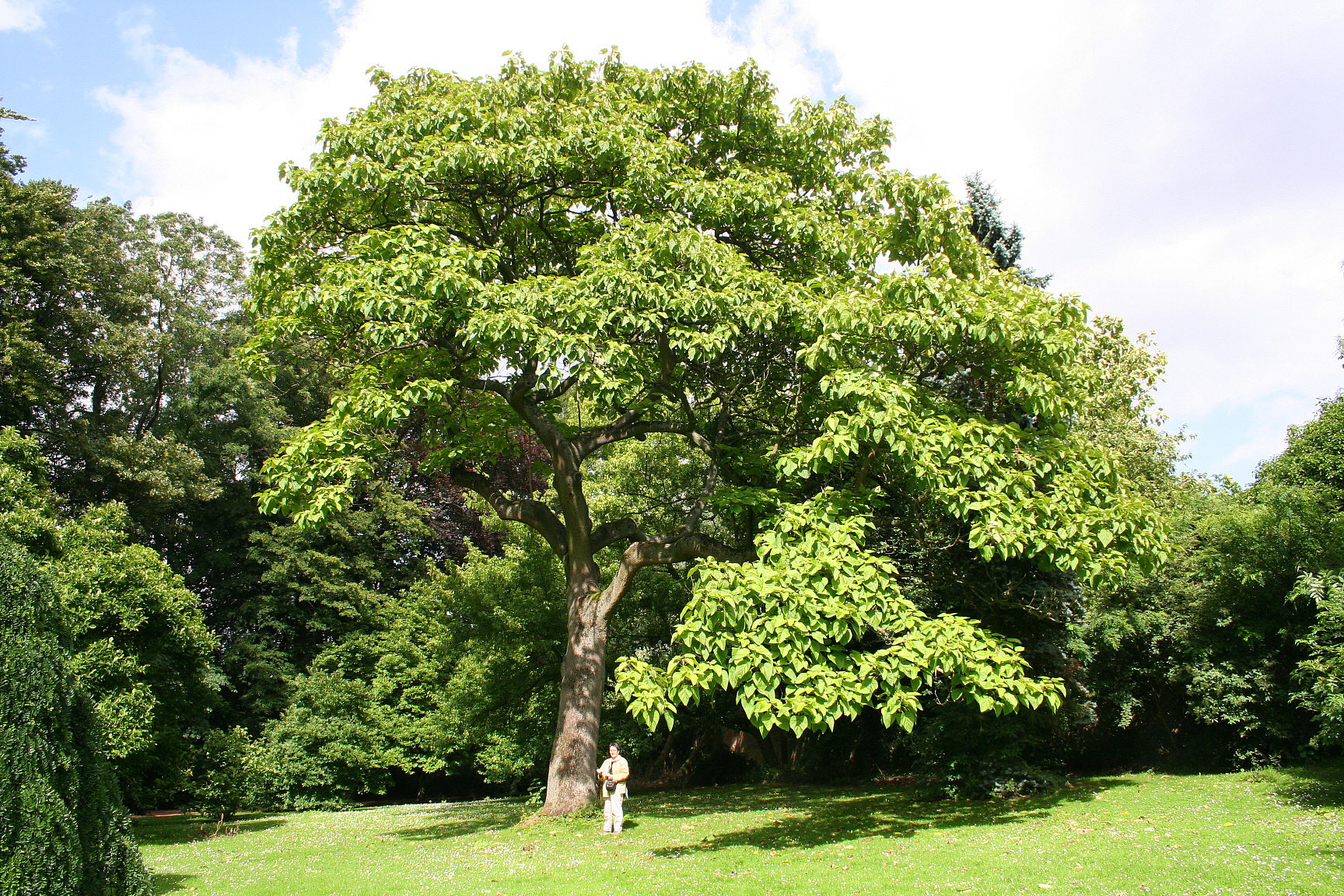 Paulownia tomentosa - Wikipedia