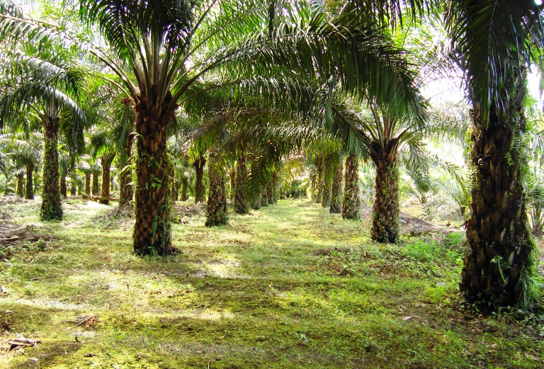 File Perkebunan Kelapa Sawit Milik Rakyat 27 Jpg Wikimedia Commons