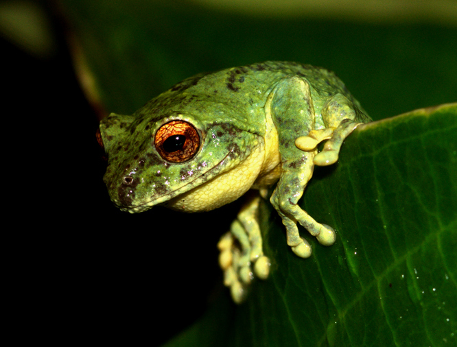 File:Philautus bunitus male from Mt. Kinabalu Park.jpg