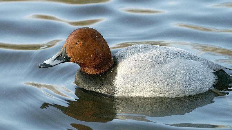 File:Pochard (Aythya ferina) (4).JPG